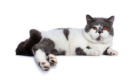 Big Blue With White And Bright Orange Eyes Male British Shorthair