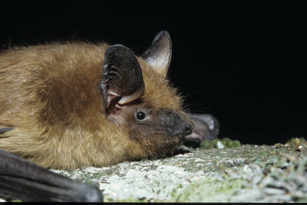 Big brown Bat stock photo