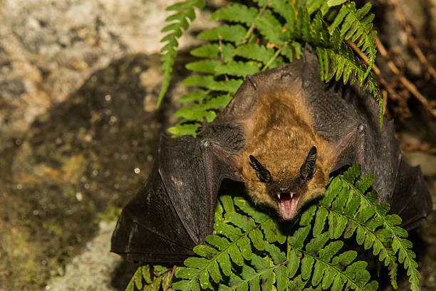 Big Brown Bat stock photo