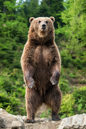 Bear On
