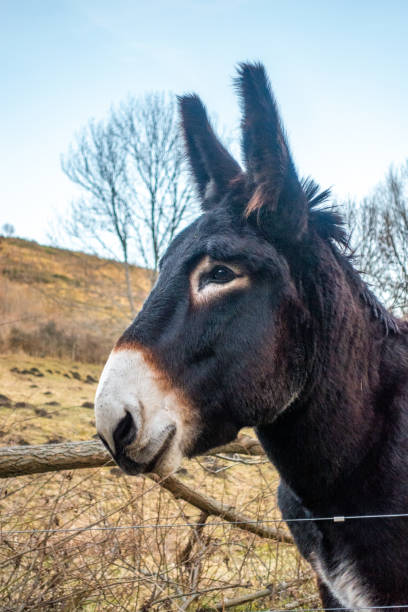 Big Catalan donkey portrait stock photo