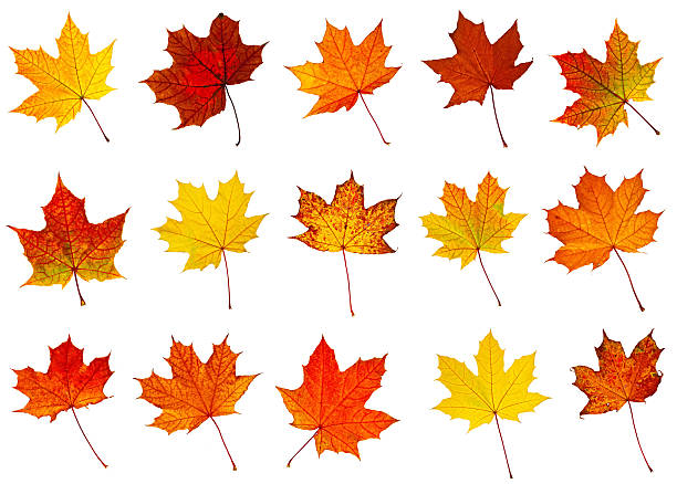 Maple Leaf Stock Photos, Pictures & Royalty-Free Images - iStock