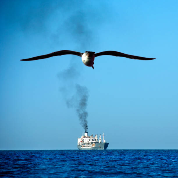 big commercial cargo ship and flying seagull on mediterranean sea over clear blue sky.