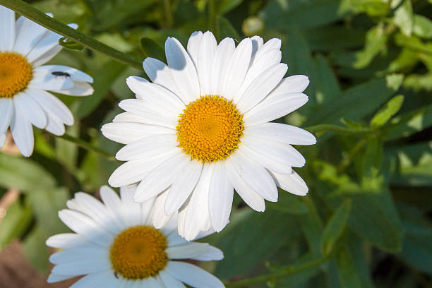 big daisy flower - prästkrage bildbanksfoton och bilder