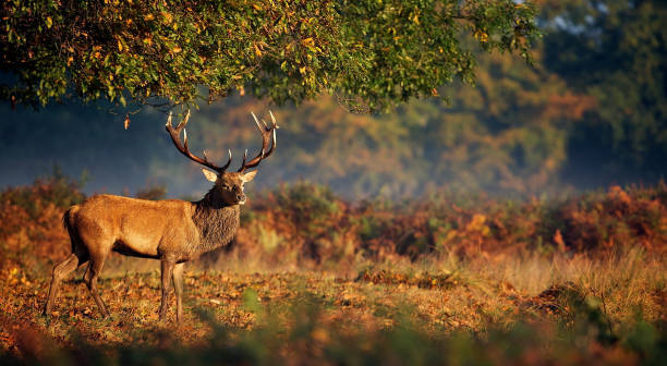 Big Deer Under Tree stock photo