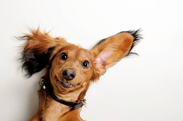 Big ears, upside down. Dog with funny ears on white background. above photos stock pictures, royalty-free photos & images