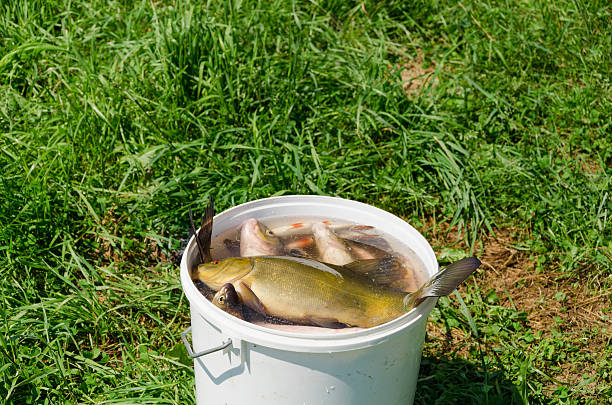 Mga resulta ng larawan para sa bucket full of fish FISHING
