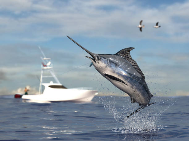 Big game fishing time, big swordfish marlin  jumped hooked by sport fishing angler, fishing boat 3d render Big game fishing time, big swordfish marlin  jumped hooked by sport fishing angler, fishing boat 3d render fisher role stock pictures, royalty-free photos & images
