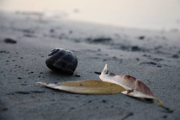 big grape snail on wet sand stock photo