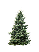 istock Big green fir tree isolated on white background 1284922901