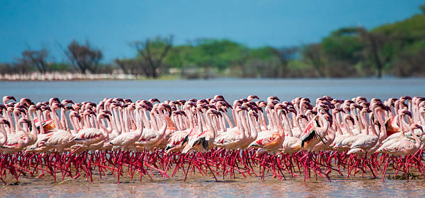 Big group flamingos on the lake. Kenya. stock photo