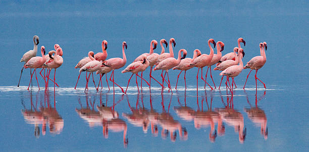 Big group flamingos on the lake. Kenya. Big group flamingos on the lake. Kenya. Africa. Nakuru National Park. Lake Bogoria National Reserve. An excellent illustration. lake nakuru national park stock pictures, royalty-free photos & images