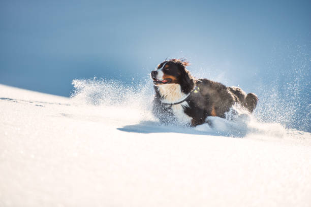 Big hairy Bernese Mountain dog runs in the fresh snow stock photo