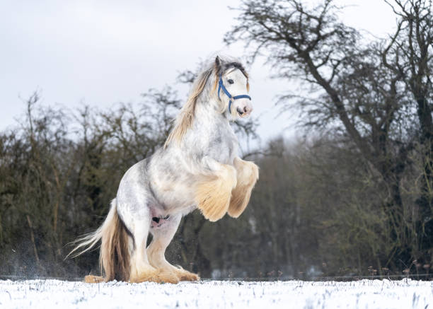 Big Irish cob horse foal in snowy field running wild in snow on ground rearing Beautiful big Irish cob horse foal running wild in snow on ground rearing up high looking towards camera through cold deep snowy winter field at sunset shire horse shire horse stock pictures, royalty-free photos & images