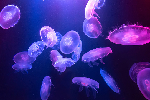 Big Jellyfish in sea water