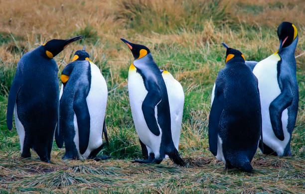 Big King Penguins Colony stock photo