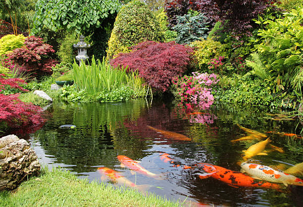 A big koi pong with orange fish and greenery Japanese garden with koi fish pond stock pictures, royalty-free photos & images