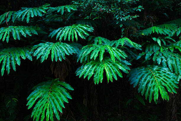 BIg Leaves in a Tropical Forest stock photo