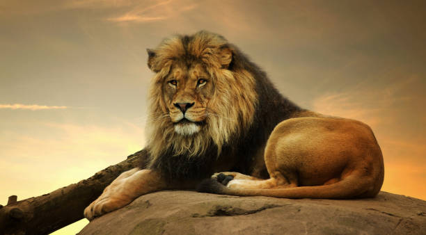 Big Lion On Stone stock photo
