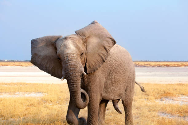 Big male elephant with long trunk close up in Etosha National Park, Namibia, South Africa stock photo