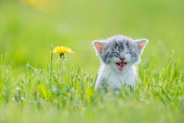 A small grey, white and orange kitten is outside in the grass alone. In this frame the cat is looking curious and giving lots of effort to get out a big meow. In this frame the kitten is sitting next to a dandelion.