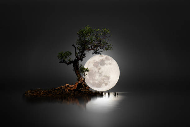 Big moon with an old tree stock photo