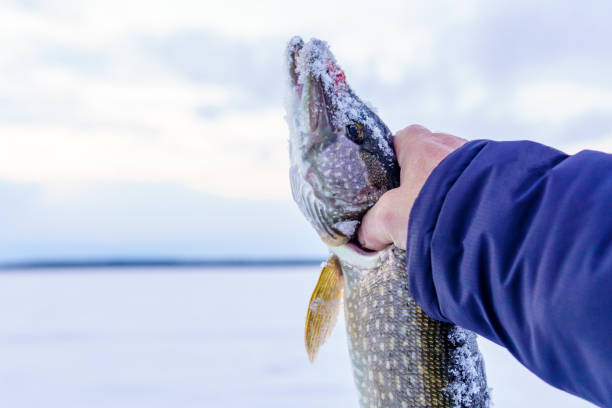 Big northern pike Esox lucius. winter fishing. Fishing trophy. Copy space stock photo