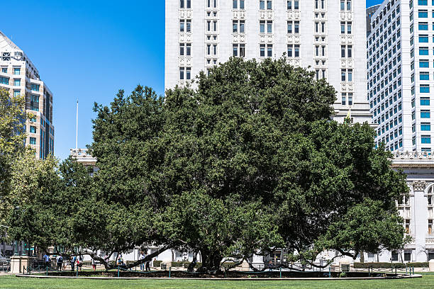Big Oak tree in Oakland, California stock photo