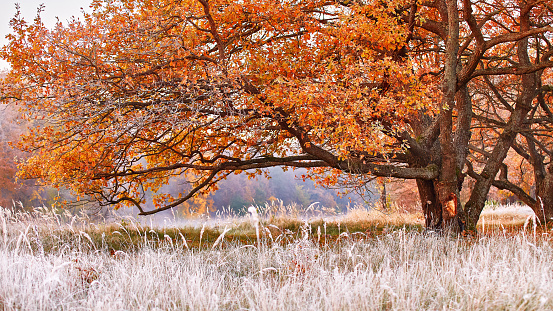 Big oak tree with orange leaves and huge horizontal branches. Grass covered with white frost in early morning panorama. Season change from autumn to winter. Foggy meadow fall sunrise. Belarus.