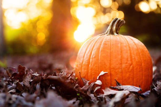 Image result for pumpkins sunset