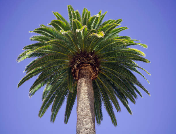 A Big Palm Tree Low-angle Shot stock photo