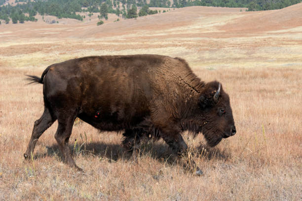 grande - buffalo - fotografias e filmes do acervo