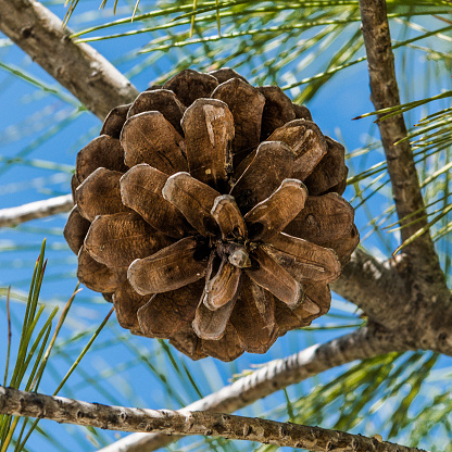 Pine cone close-up in the thick crown of a large tree.