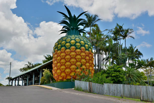 ケアンズ、オーストラリアで大きなパイナップル - サンシャインコースト ストックフォトと画像