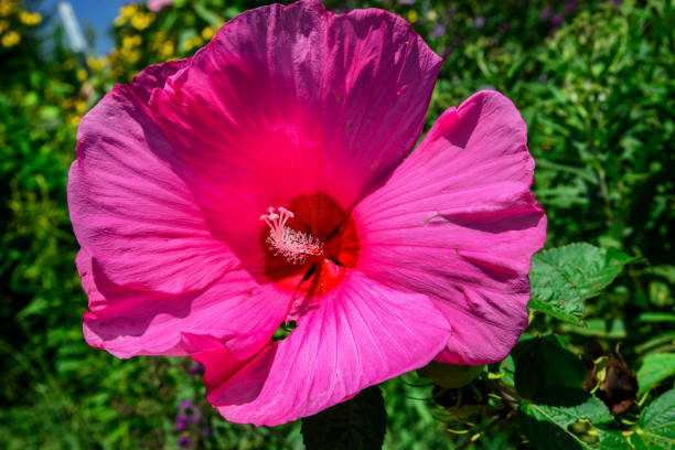 Big Pink Flower stock photo