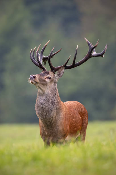 proud deer