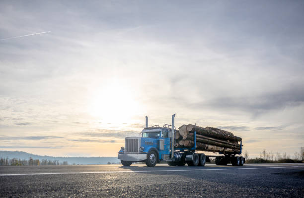 big rig blue semi truck transporting cut logs driving on the road with sunset - forstwirtschaft stock-fotos und bilder