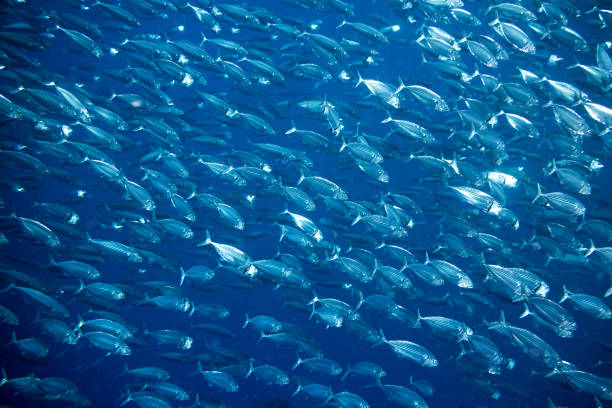 big school of mackerel big school of mackerel fish underwater background school of fish stock pictures, royalty-free photos & images
