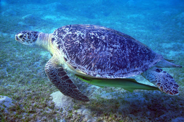 Big sea turtle and suckerfish stock photo