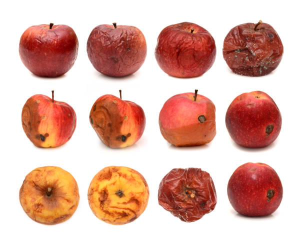 Big set of different rotten apples isolated on white background stock photo