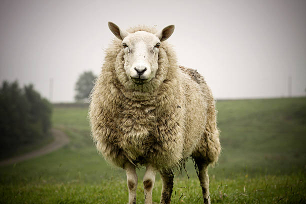 Big Sheep stock photo