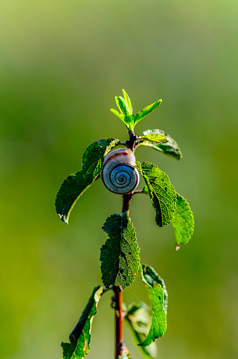 The snail crawls on the wet leaf from the rain