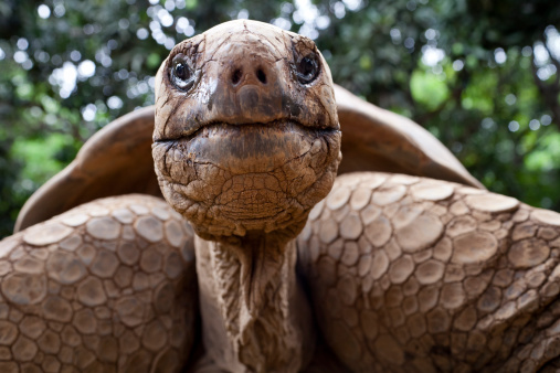 Galapagos giant tortoise is the largest living species of tortoise, reaching weights of over 400 kilograms and lengths of 1.8 meters. It is among the longest lived of all vertebrates.