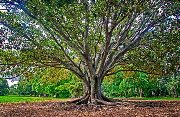 Big tree in the park stock photo