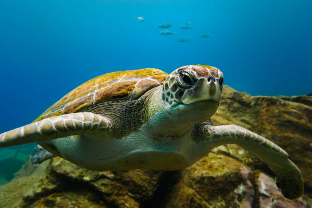 Big turtle portrait in blue ocean water with small fishes in background. stock photo