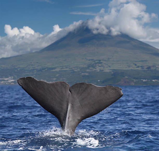 Big whale fin in front of volcano Pico, Azores islands Sperm whale starts a deep dive in front of volcano Pico, Azores islands acores stock pictures, royalty-free photos & images