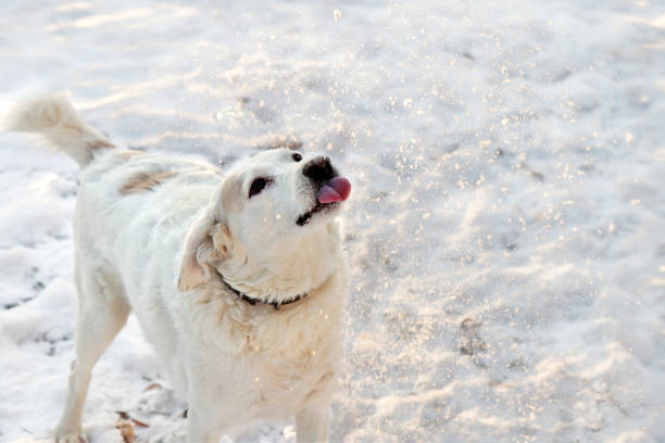Big white dog catches snowflakes stock photo