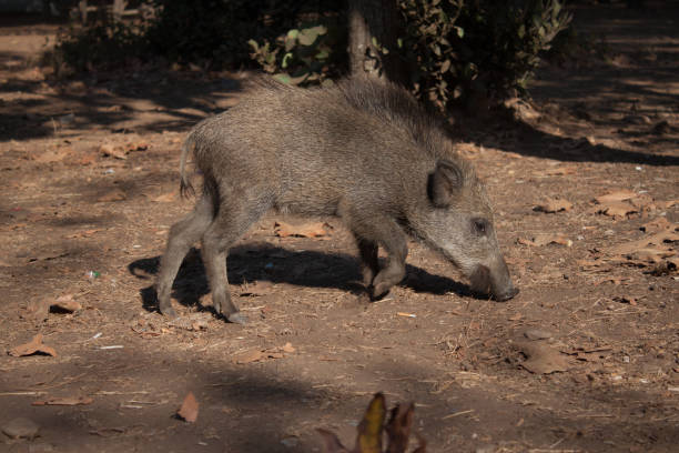 Big wild boar running between tourist in Turkey stock photo