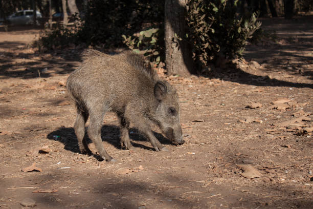 Big wild boar running between tourist in Turkey stock photo