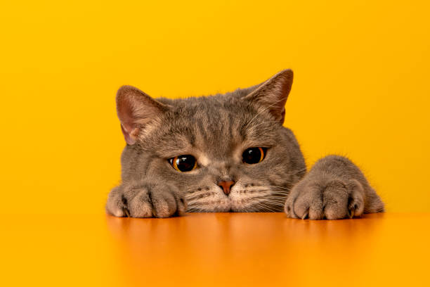 chat obèse coquin aux grands yeux derrière le bureau avec le chapeau rouge. chat de cheveux de tri britannique de couleur grise. - chat photos et images de collection